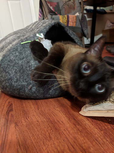 Cat in a felted bed